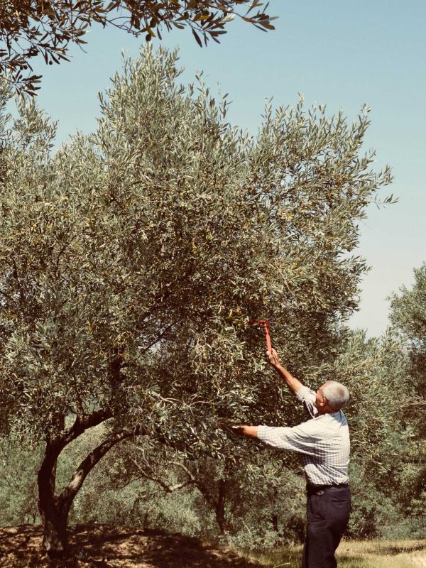 Subashi olive grove in Marikaj, Tirana — Albanian olive trees